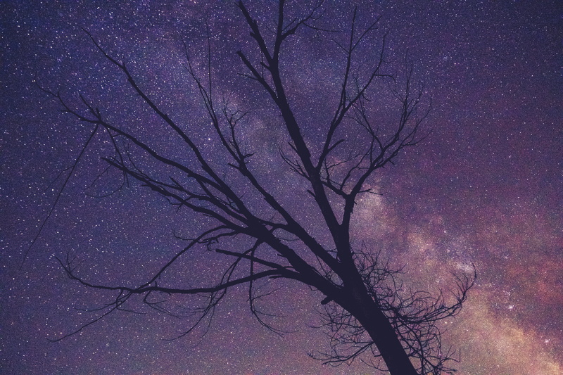 dusk, trunk, purple, starry, outdoors, galaxy, star - space, sky, scenics, space, astronomy, bare tree, beauty in nature, branch, branches, night, nature