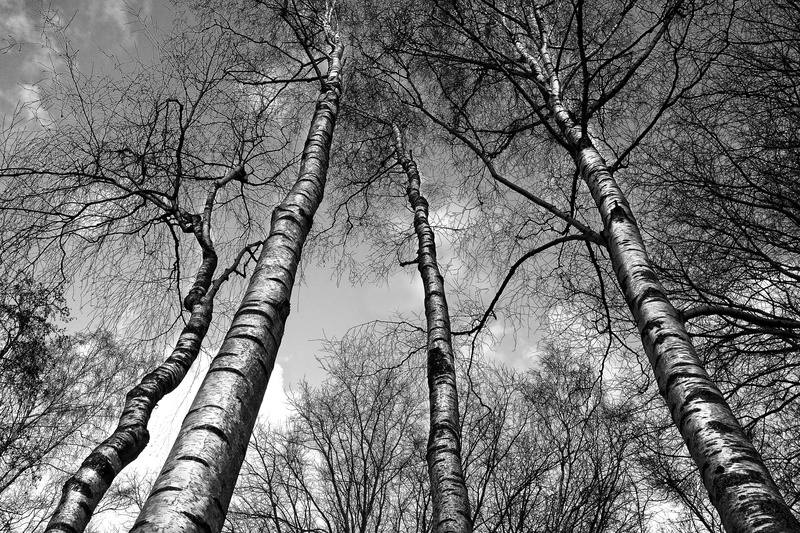 white bark, birch trees, tall - high, tall, nature, rising up, bw, branch, day, slender, outdoors, tree, tree trunk, tree canopy, forest, bare tree, growth