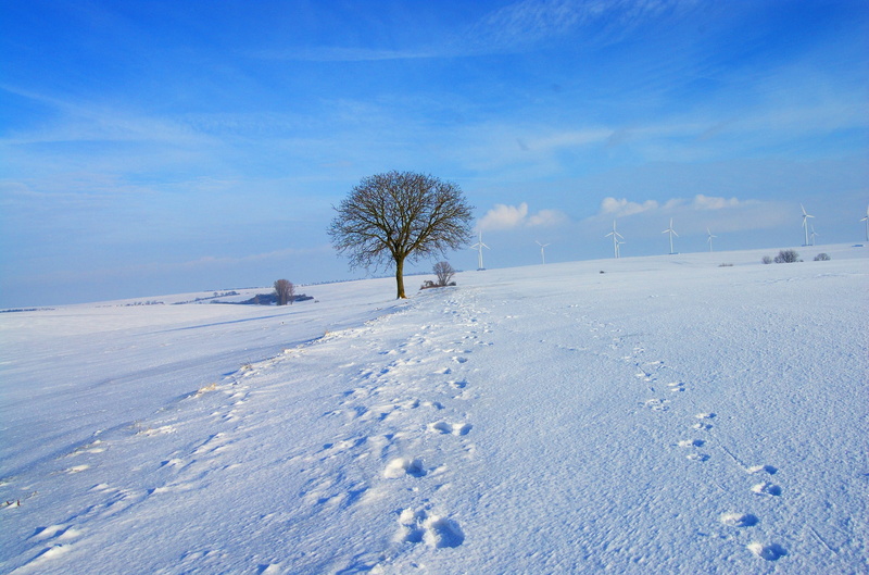 field, december, day, Snow, tranquil scene, cold temperature, 2K, traces, wintry, coated, plant, tree, christmas, floor, blue, Winter, sunny, nature, no people