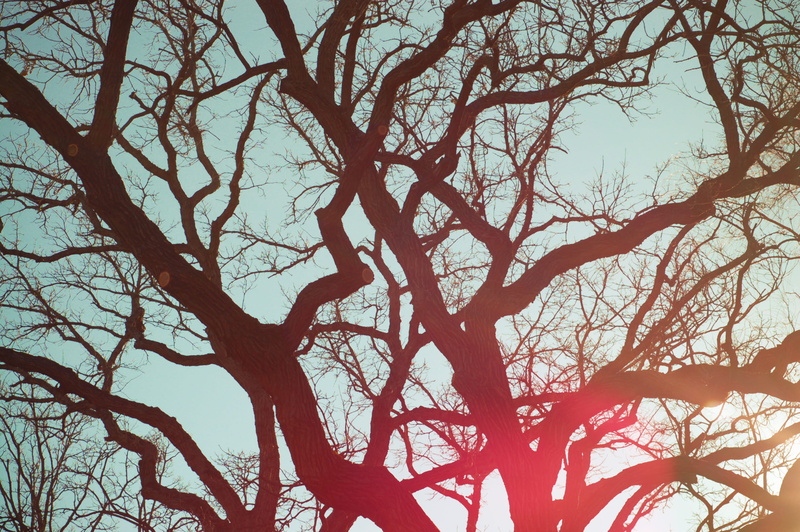 sunset, plant, day, photo, dusk, outdoors, tree trunk, trunk, silhouette, light, sunlight, maple, bare tree, trees, nature, clear sky, no people, growth