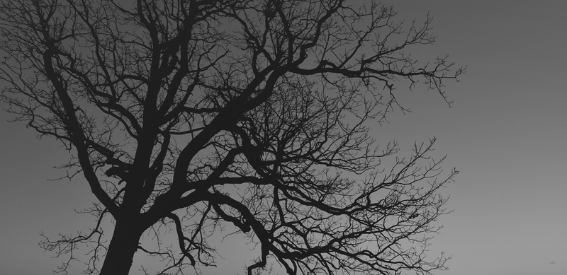 foggy, 5K, silhouette, tranquility, branch, spooky, no people, forest, dusk, backgrounds, tree, dark, beauty in nature, bare tree, low angle view, tree trunk