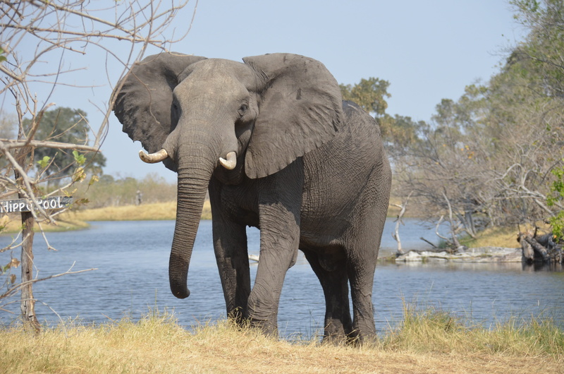 water, gray, animals in the wild, african elephant, herbivorous, lake, outdoors, no people, africa, day, animal, 4K, animal wildlife, animal trunk, vertebrate