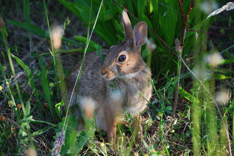 fur, green Color, pets, animal wildlife, close-up, wild, fluffy, Rabbit, grass, speed, animals in the wild, herbivorous, meadow, green, Outdoors, white