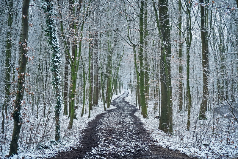 walk, tree lined avenue, trees, landscape, wintry, direction, hiking, cold, lonely, scenics - nature, coniferous tree, the way forward, footpath, white