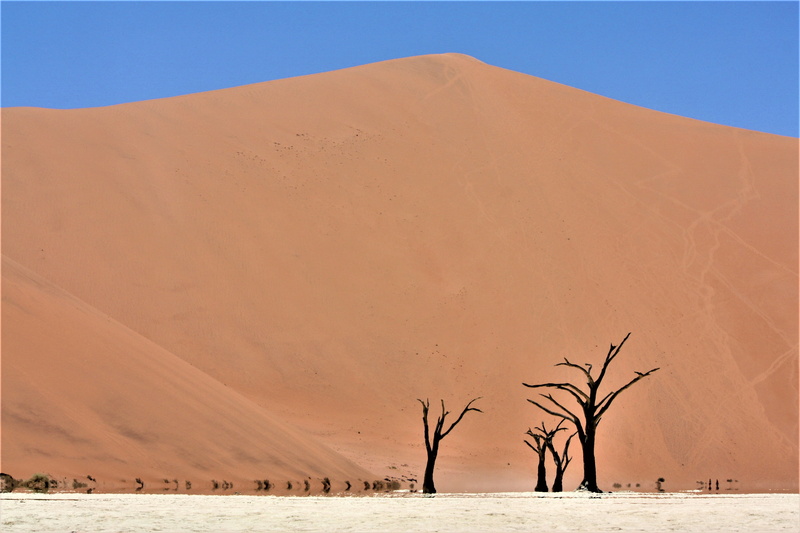 vertebrate, no people, animals in the wild, nature, land, group of animals, climate, journey, landscape, africa, desert, trees, explore, lonely, leafless