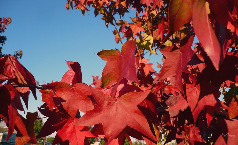 leaves, brightness, red, fall, maple, 1080P, autumn, firefox persona, 3d and abstract, tree, red leaves