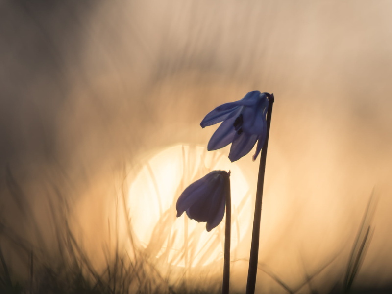 outdoors, grass, photo, field, lilies, beauty In Nature, meadow, purple, selective-focus, flower, season, springtime, summer, sunlight, selective, rural Scene