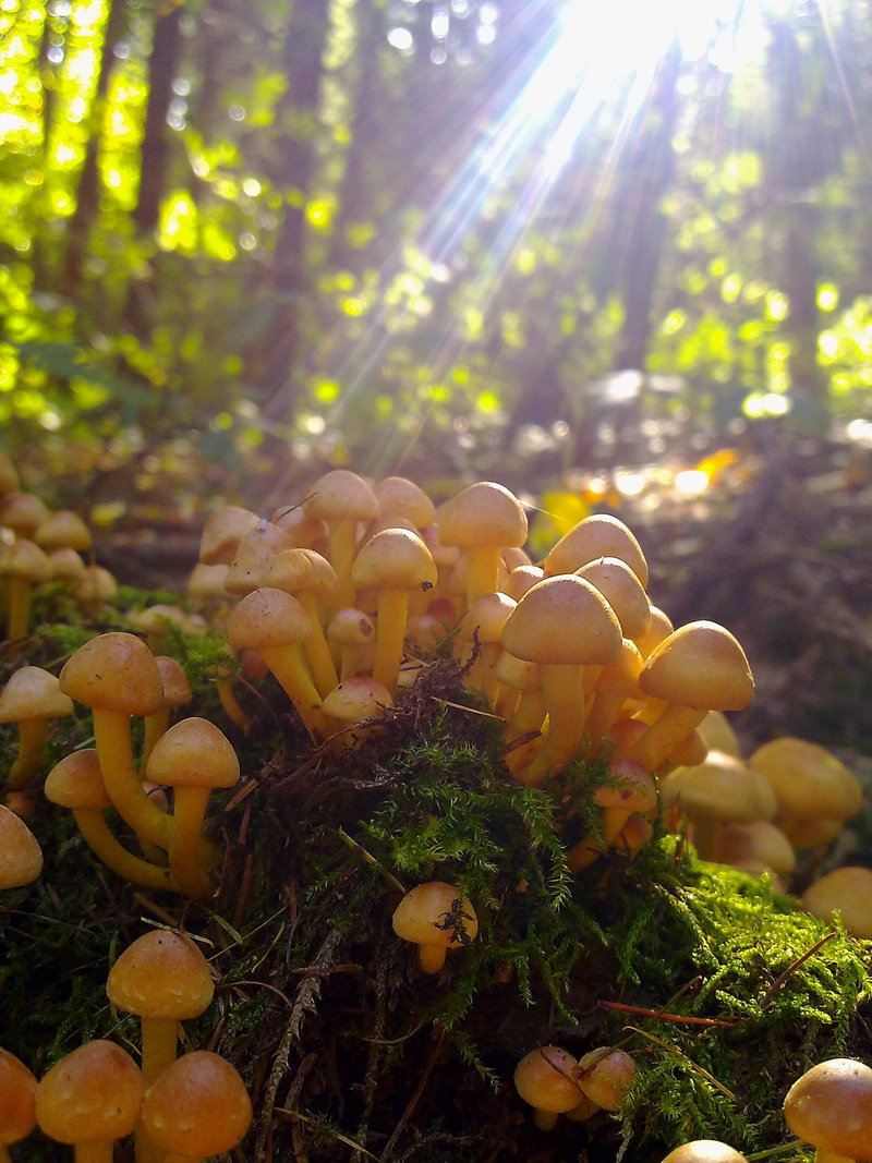 outdoors, vegetable, europe, fungus, ground, tree, land, food, field, countryside, selective focus, close-up, germany, fungi, bavarian, colorful, forest