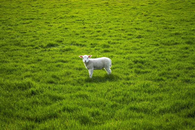 vertebrate, white, lamb, lentje, domestic animals, herbivorous, sheep, green color, rural scene, mammal, green, animal, animal themes, no people, dog, pets