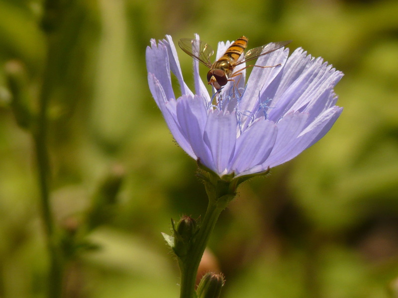 animal wildlife, beauty in nature, brachycera, purple, flowering plant, composites, invertebrate, close-up, asteraceae, bloom, common chicory, chicory