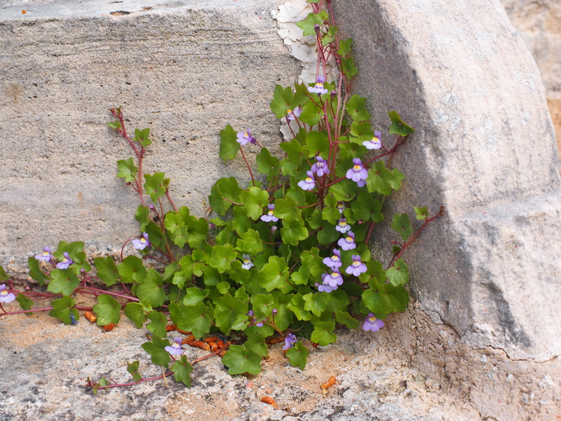 cymbalaria muralis, green, ornamental plant, wall, wallflower, wall plant, cracks, close-up, 4K, plantain greenhouse, stone wall, dulcimer herb, high angle view