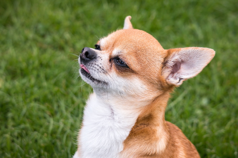 looking, profile view, chiwawa, no people, pet, domestic, mammal, view, plant, dog, watch, animal head, animal portrait, sweet, domestic animals, one animal