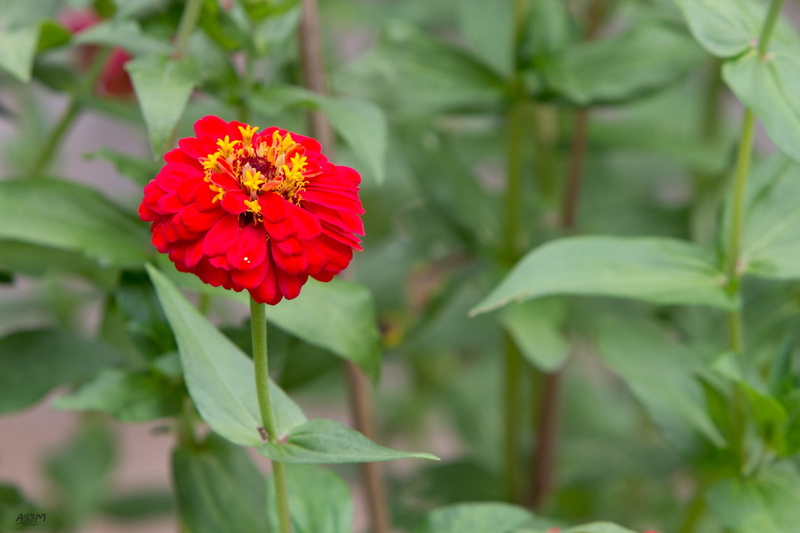 bush, plant part, flower, petal, growth, flower head, green color, marigold flower, it leaves the sagkrni, life, fragility, close-up, pollen, autumn leaves