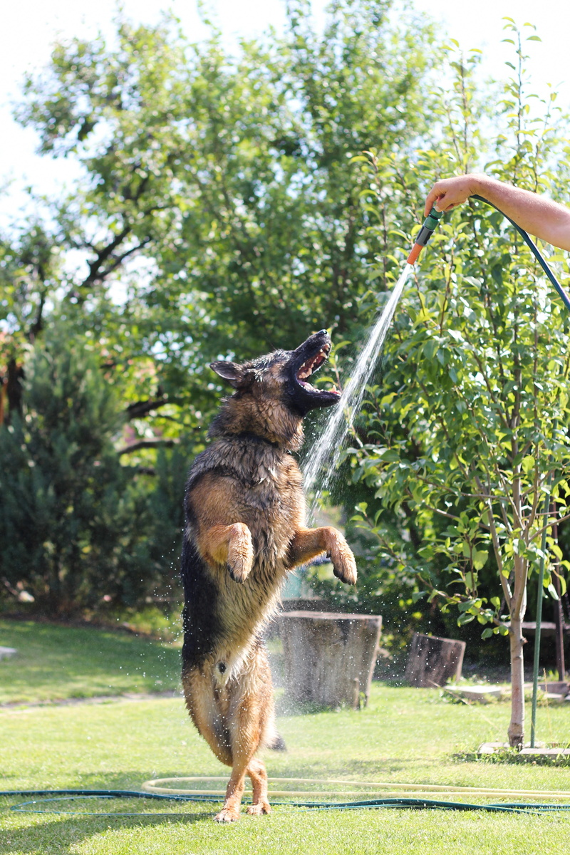 available tabs, cooling, plays, outdoors, vertebrate, állatportré, people, hand, tree, water, hairy, ear, boy, sweet, sunshine, green color, day, dog, green