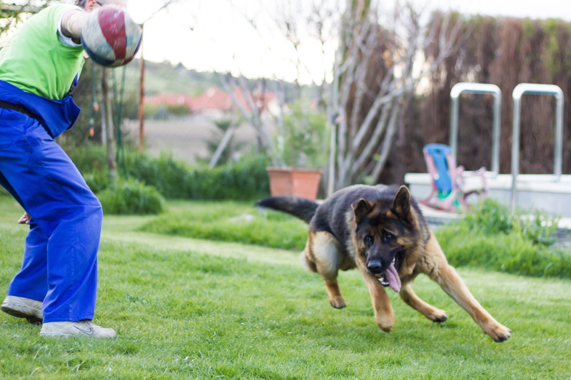 pet owner, portrait, domestic animals, attention, vertebrate, german shepherd, 4K, one animal, game, dogs, domestic, field, guard dog, wolfhound, dog