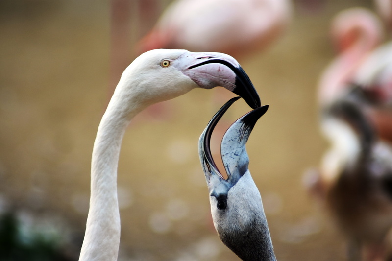 outdoors, animal body part, focus on foreground, day, zoo, profile view, animal head, 5K, vertebrate, animal themes, taking care of, flamingo, animal wildlife