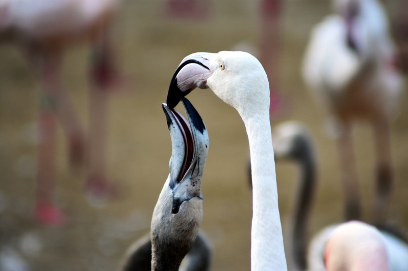 5K, feeding, two animals, animal wildlife, bird, white color, vertebrate, focus on foreground, group of animals, available, color, nature, animal neck