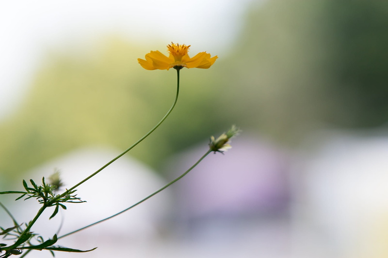 it leaves the sagkrni, flowers, wings, botany, fruit, orange wings, freshness, flower head, in the summer, growth, autumn leaves, plant, flowering plant