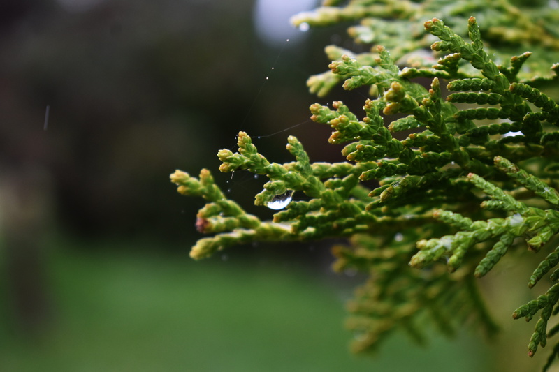 food and drink, outdoors, food, nature, wood, natural, environment, muscle, landscape, 5K, leaves, forest, fir tree, landscapes, plant, beauty in nature