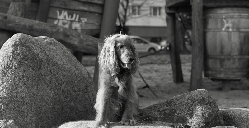 close up, cocker spaniel, pets, pet, animal head, male, outdoors, rock - object, characteristics available, hunting dog, no people, vertebrate, solid, one animal