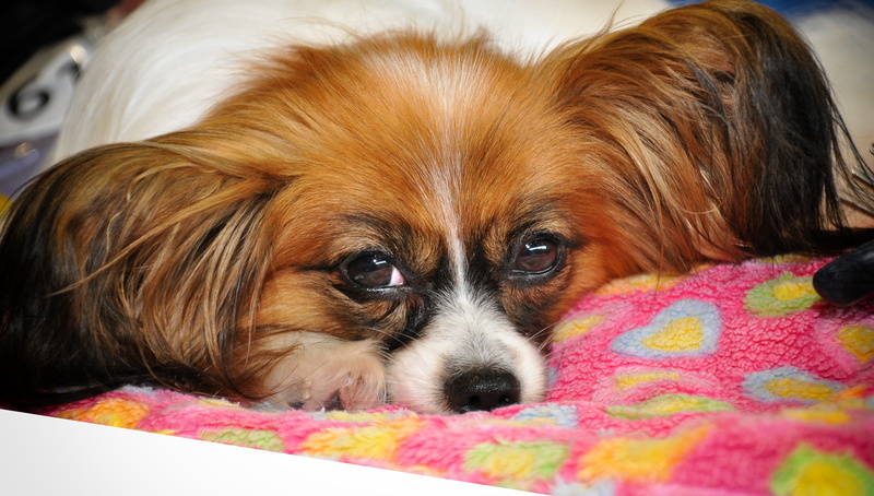 pet, dog breed, vertebrate, domestic animals, lap dog, lying down, mammal, looking at camera, dear, eyes, small dogs, one animal, close-up, race, brown