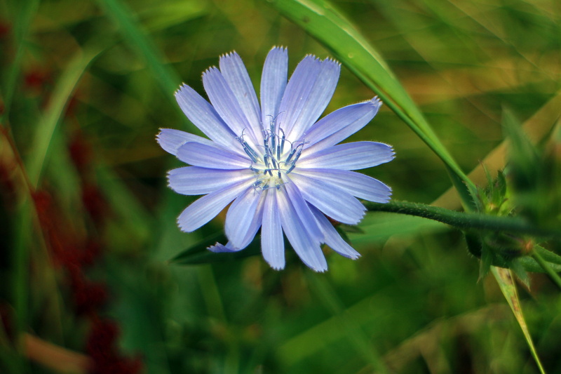 common chicory, purple, violet, flowering plant, inflorescence, chicory, light purple, cichorium intybus, beauty in nature, wild flower, flower head, day