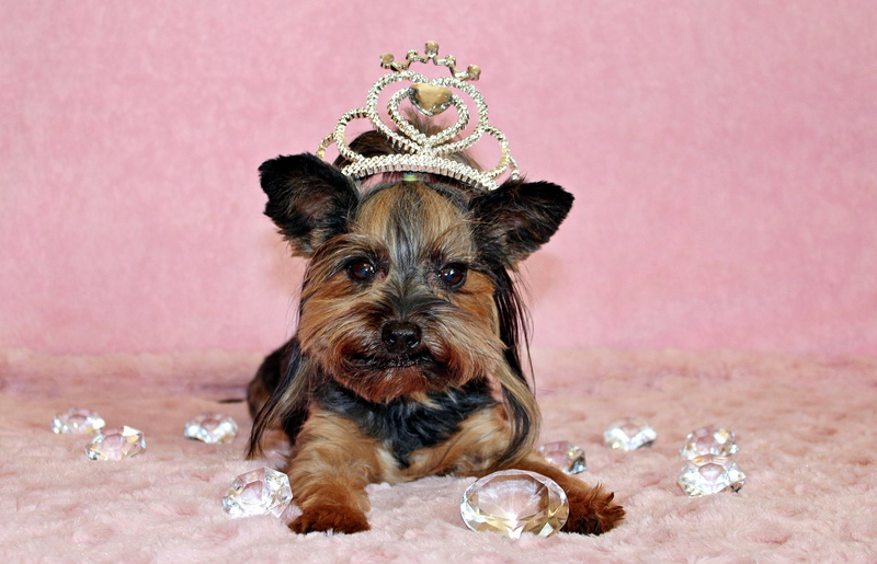 royalty, small, diamond - gemstone, dog, clothing, no people, pink color, jewelry, pets, pink background, diamond, one animal, domestic animals, nice, luxury