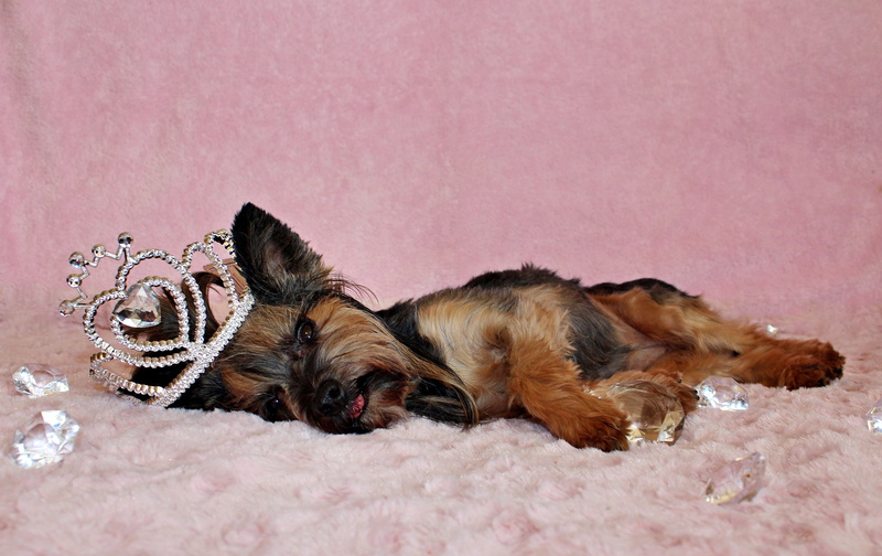 high angle view, pets, mammal, crown, animal themes, diamond, indoors, 4K, relaxation, vertebrate, pink color, dog, close-up, lying down, young animal