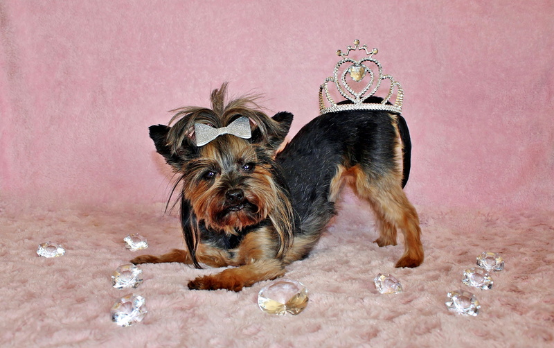 canine, no people, studio shot, pets, pink color, one animal, domestic, yorkshire terrier, cute, domestic animals, dog, vertebrate, 4K, diamond, lap dog