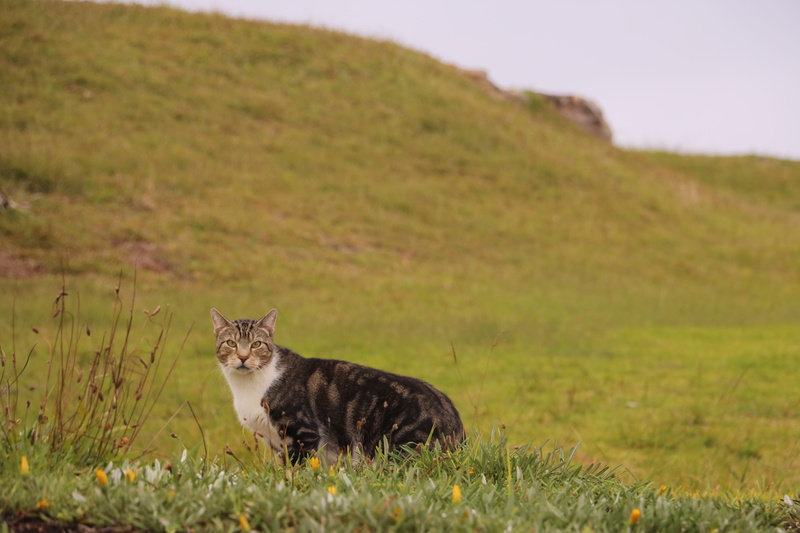 lynx, domestic cat, one animal, animal themes, landscape, whisker, pets, sitting, panther, pet, animal, countryside, dog, jaguar, kitten, portrait, land