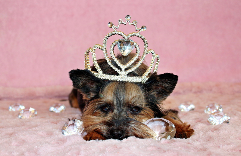 domestic animals, animal, small, colored background, diamond, canine, royalty, one animal, jewelry, animal themes, yorkshire terrier, studio shot, luxury