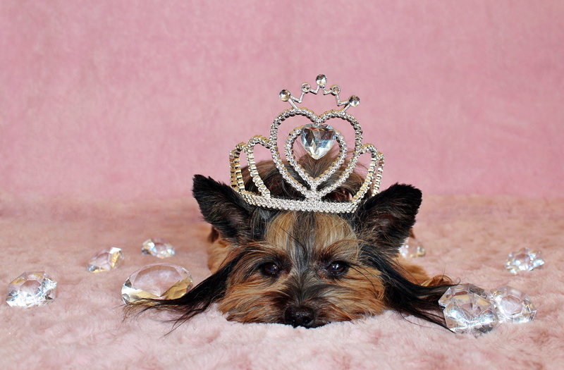 looking at camera, pets, animal themes, domestic animals, domestic, mammal, dog, animal, 4K, lap dog, crown, diamond, yorkshire terrier, canine, small
