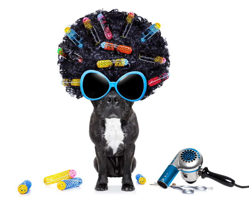 one animal, humor, costume, looking at camera, :D, pets, puppy, black, indoors, cut out, animal, caine, domestic, front view, sunglasses, fun, funny, domestic animals