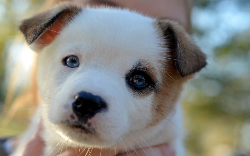 puppy, 2K, dog, baby, d, dogs, puppies