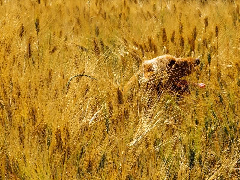 720P, wildlife, pets, domesticated animals, brown dog, grass, Circello, Zuiko, mammal, carnivore, hunting dog, middle, field, nature, wheat, F2.8, brown