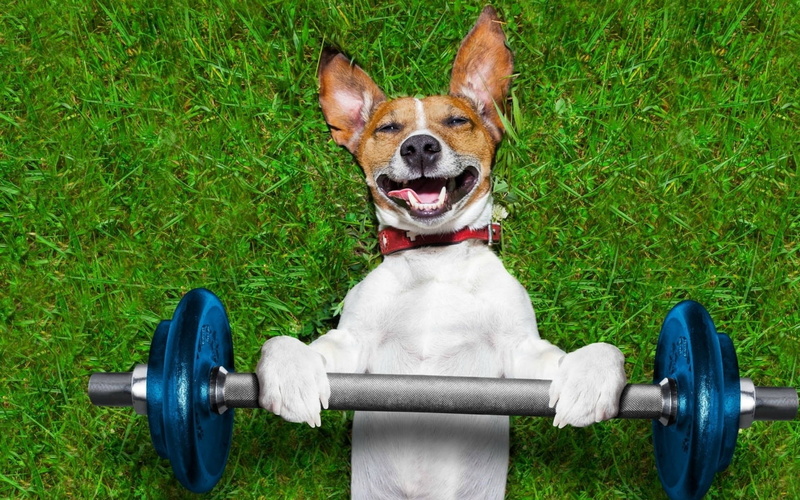 grass, vertebrate, canine, domestic animals, weight training, green color, animal, animal themes, dog, :D, nature, caine, funny, paw, one animal, plant