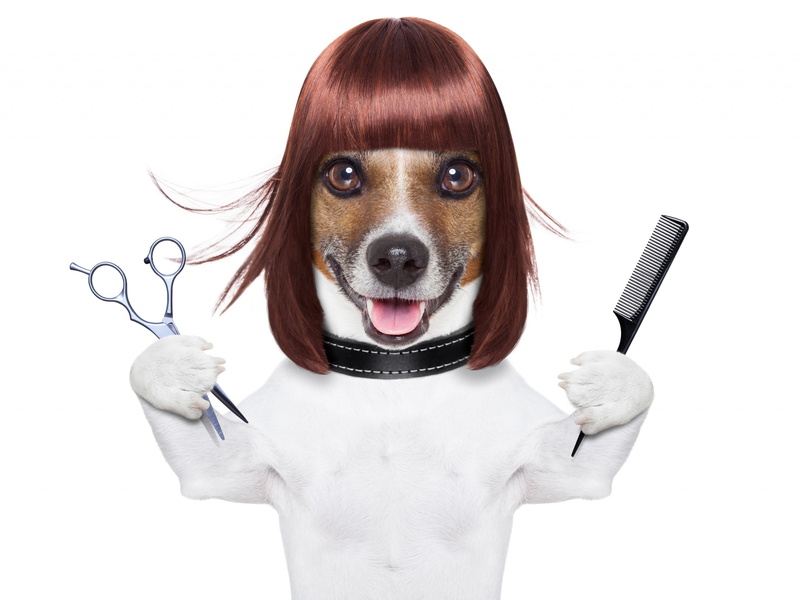 2K, hair, funny, jack russell terrier, :D, caine, dog