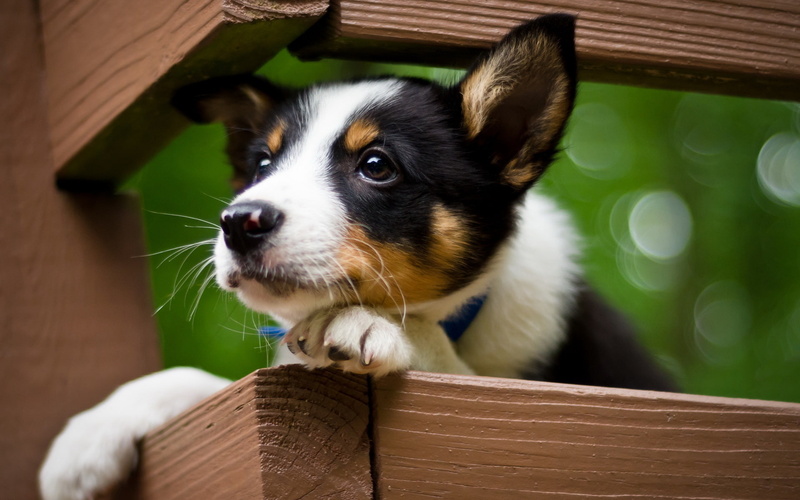 puppy, 1080P, d, dog
