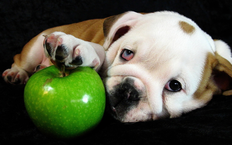 glance, d, Apples, 1080P, animals, dogs, puppy, bulldog