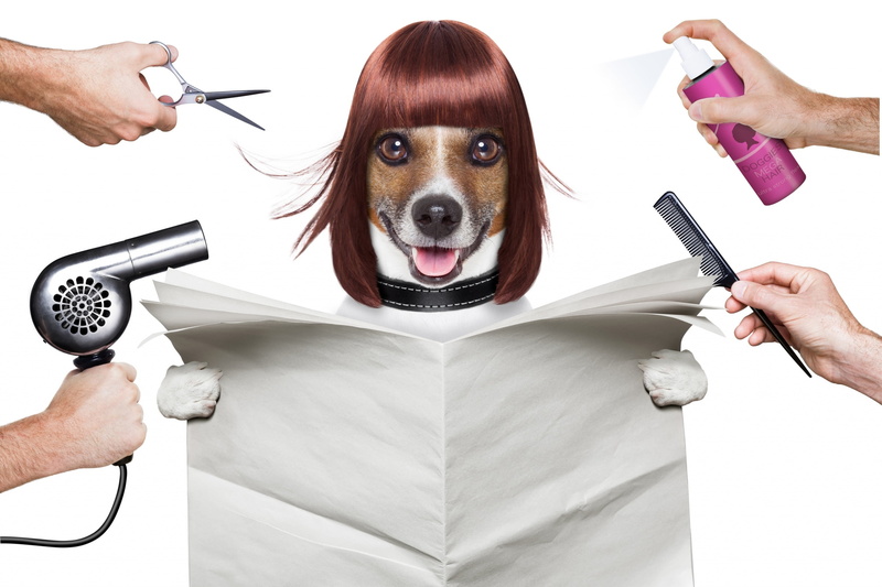 dog, human hair, digital composite, holding, hand, portrait, scissors, caine, hairdresser, 2K, men, women, people, jack russell terrier, hair, hairstyle