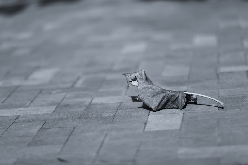 gray, vertebrate, items, day, paver, paving stone, wilted, street, animal themes, nature, cat, leaf, pets, outdoors, scale, tiled, selective focus, stone