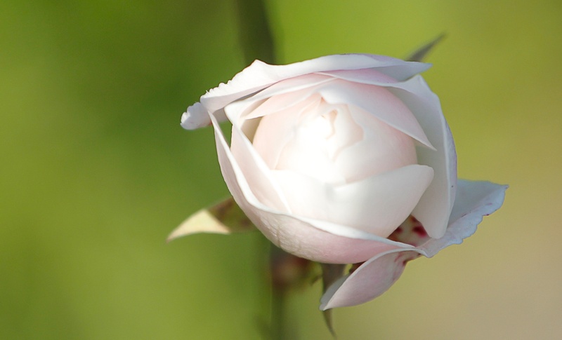 plant, crumpled paper ball, trees, flower head, rosa, paper, flowering plant, close-up, studio shot, nature, colored background, beauty in nature, no people