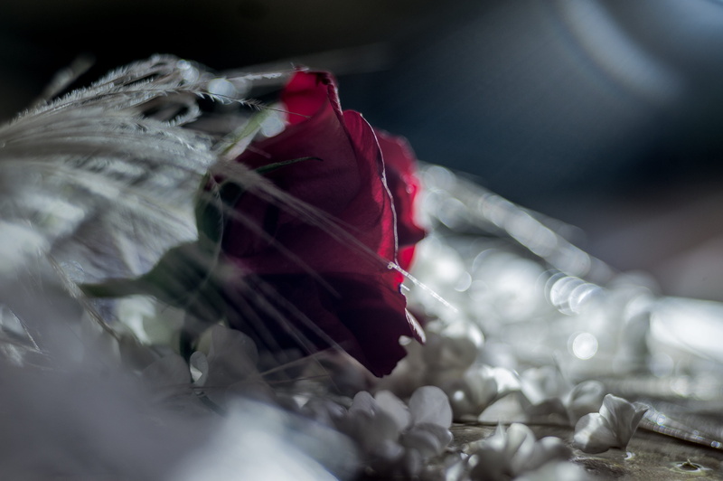 Red Rose, bag, selective focus, Dark, red, Flower, hospital, day, indoors, crumpled paper ball, care, blood, healthcare and medicine, 4K, plastic bag