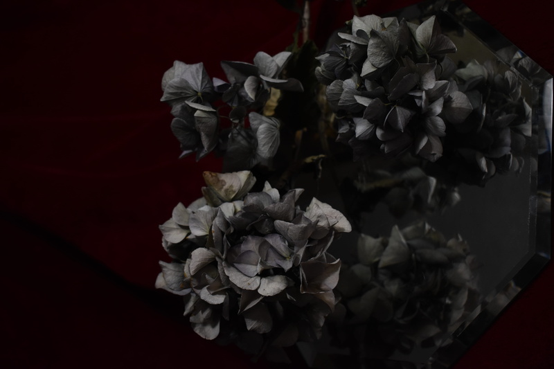 dry, mirror, wilted plant, petal, crumpled paper ball, rose, dark, nature, rose - flower, flower, flower head, inflorescence, flowering plant, beauty in nature