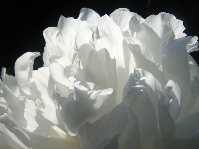 1080P, growth, paper, flowering plant, flora, flower head, crumpled paper ball, indoors, gray, document, no people, white color, studio shot, flower, bloom