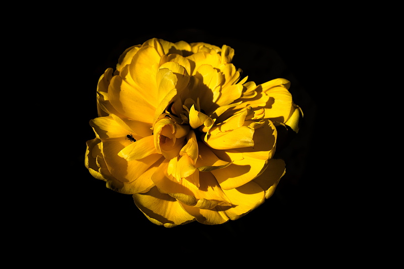 apidae, petal, flowering plant, crumpled paper ball, vulnerability, yellow, treasure flower, flower, 4K, daisies, cut out, asteraceae, no people, daisy