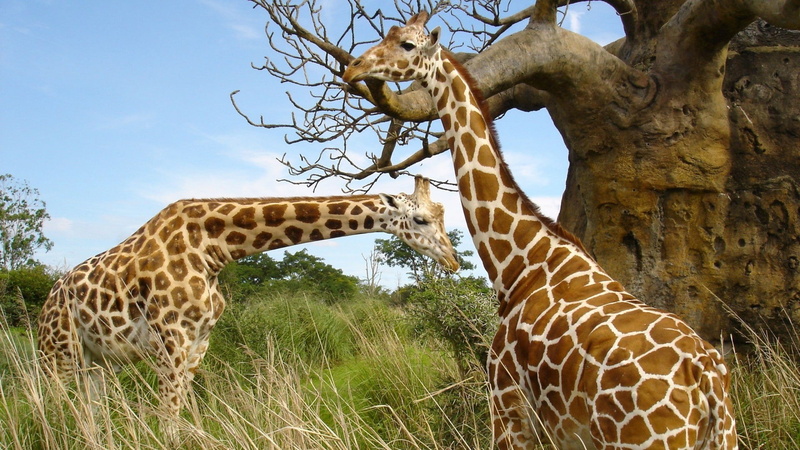giraffes, 1080P, animals