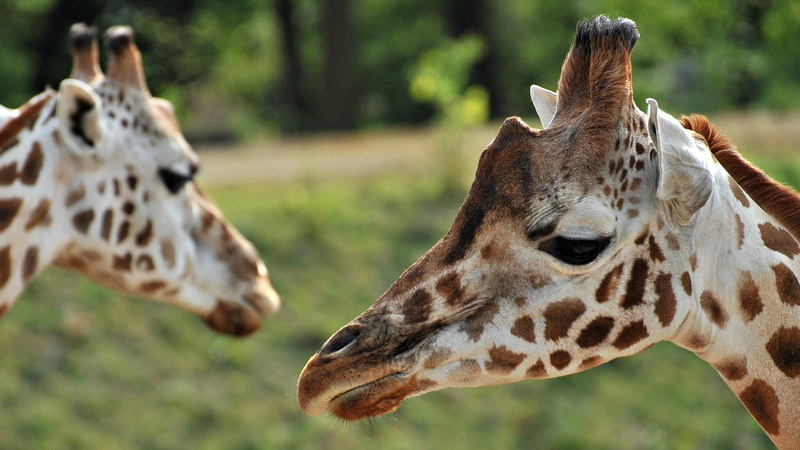 animal body part, black, profile view, nature, domestic animals, giraffes, animal neck, leopard, giraffe, animal themes, print, close-up, fish, 1080P