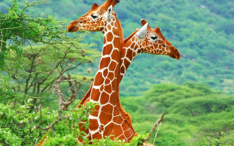 1080P, animals, giraffes