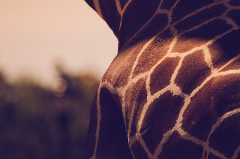 focus on foreground, real people, nature, body part, textile, animals, texture, 1080P, human limb, one person, giraffes, women, close-up, indoors, human body part